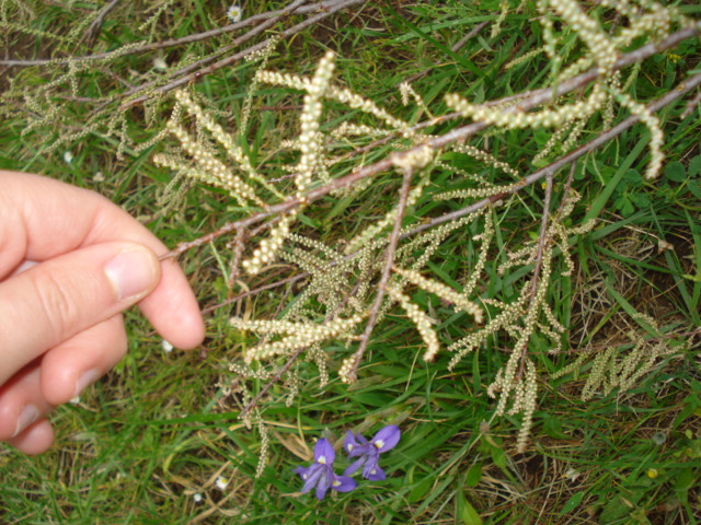 Un albero sulla palude! - Tamarix sp.  (Caryophyllales - Tamaricaceae)