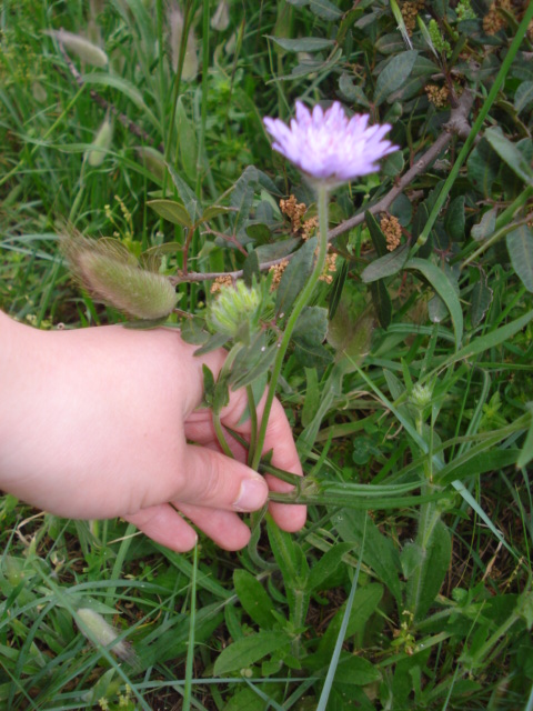 Fiore viola chiaro...