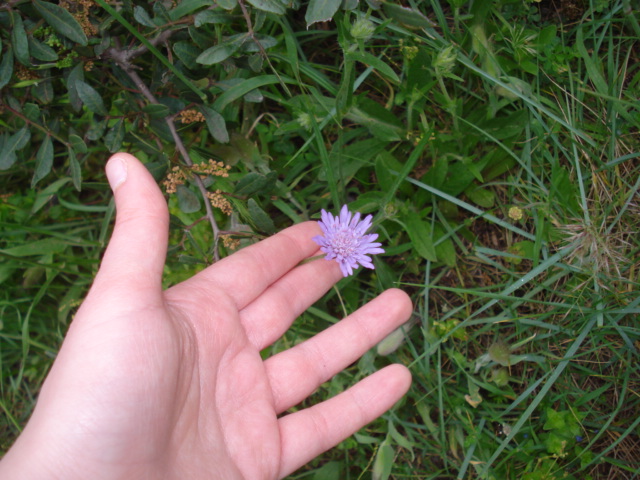 Fiore viola chiaro...