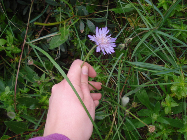 Fiore viola chiaro...