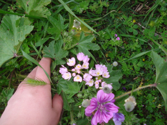 Allium roseum L.