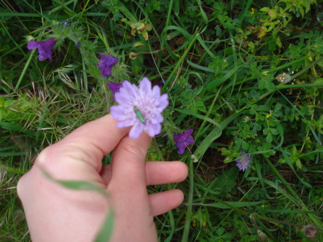 Fiore viola chiaro...