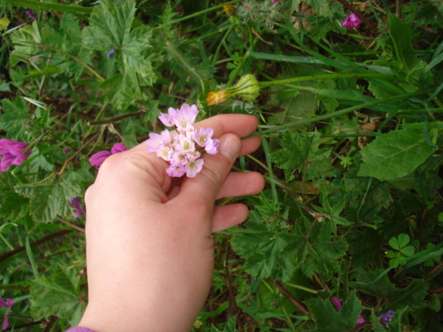 Allium roseum L.