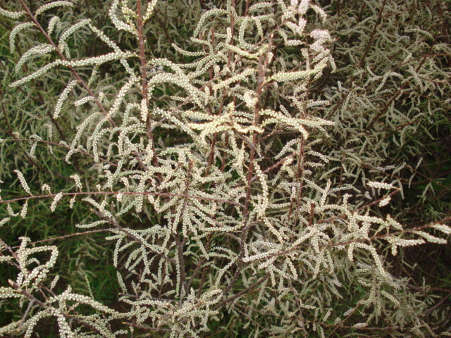 Un albero sulla palude! - Tamarix sp.  (Caryophyllales - Tamaricaceae)