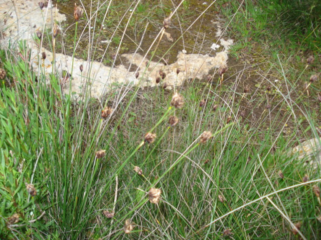 Un giunco? - No, Schoenus nigricans L.