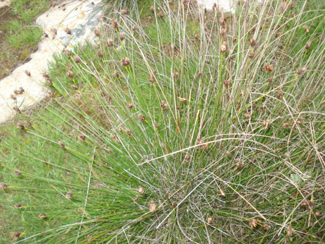 Un giunco? - No, Schoenus nigricans L.