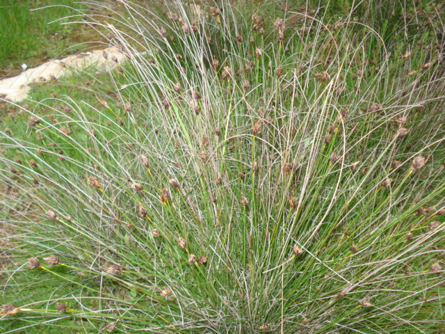 Un giunco? - No, Schoenus nigricans L.