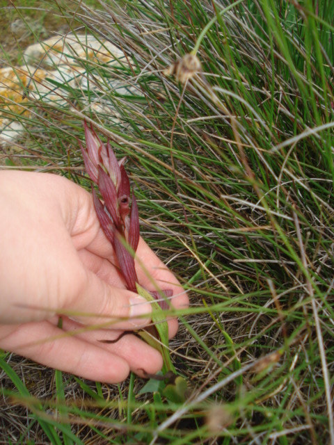 Strana pianta rosso scuro... Serapias bergonii