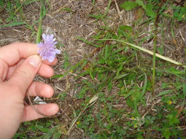 Fiore viola chiaro...