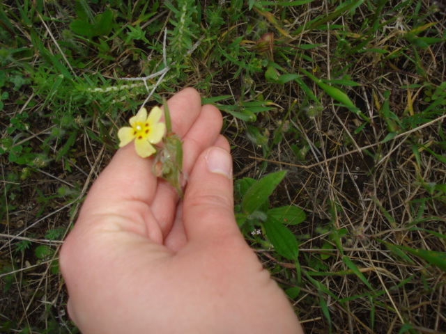 Un fiorellino giallo pallido - Tuberaria sp.