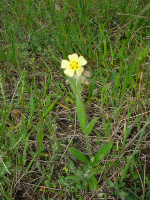 Un fiorellino giallo pallido - Tuberaria sp.