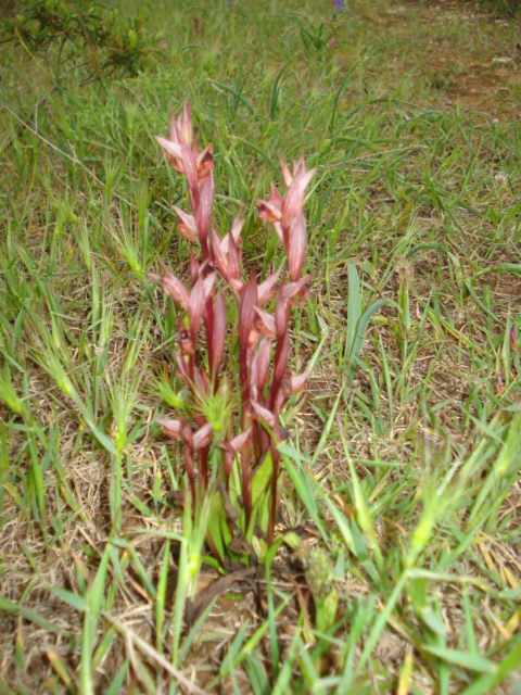 Strana pianta rosso scuro... Serapias bergonii