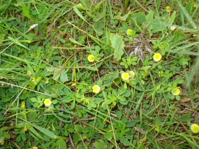 Trifolium campestre