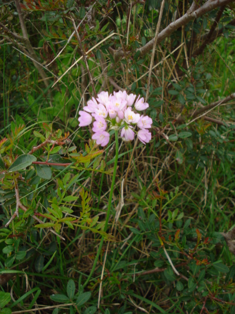 Allium roseum L.