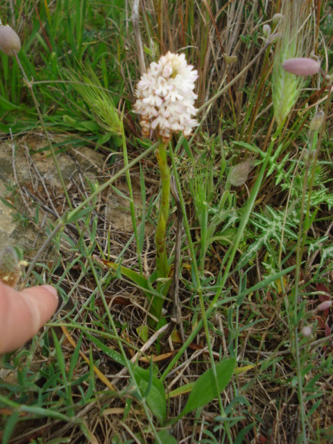 Anacamptis?