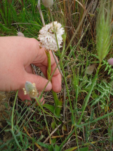 Anacamptis?