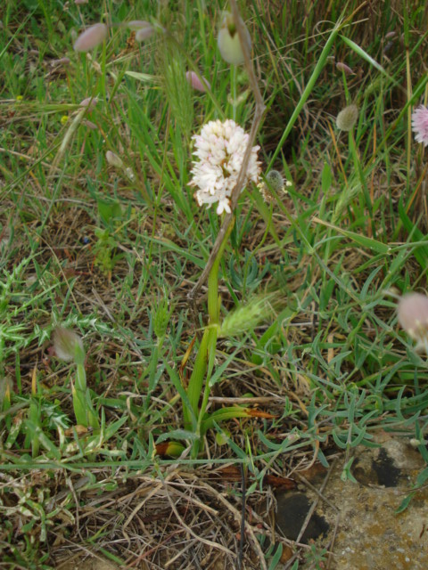 Anacamptis?