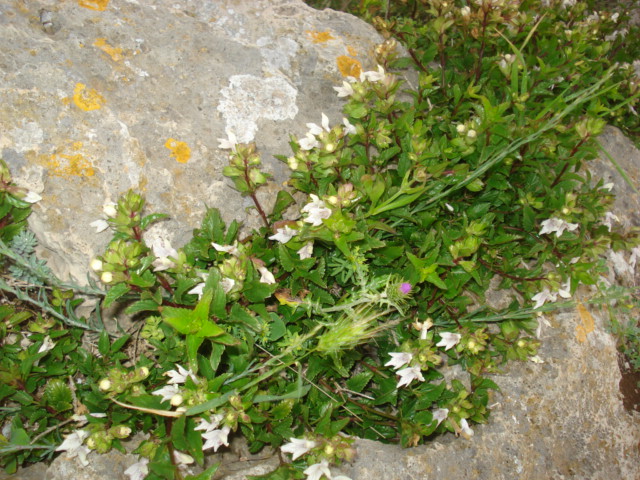 Cespuglietto con fiori bianchi...- Prasium majus