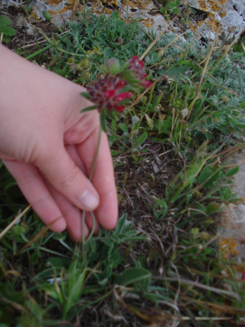 Anthyllis vulneraria.