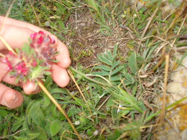 Anthyllis vulneraria.