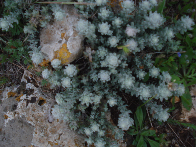 Teucrium polium