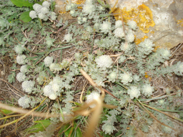 Teucrium polium