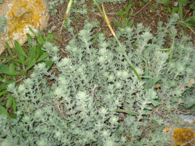 Teucrium polium