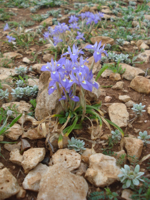 Iris piccolissimi! - Moraea sisyrinchium (L.) Ker-Gawl.