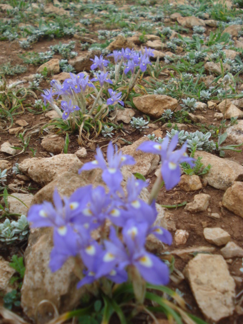 Iris piccolissimi! - Moraea sisyrinchium (L.) Ker-Gawl.