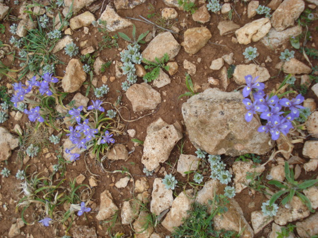 Iris piccolissimi! - Moraea sisyrinchium (L.) Ker-Gawl.