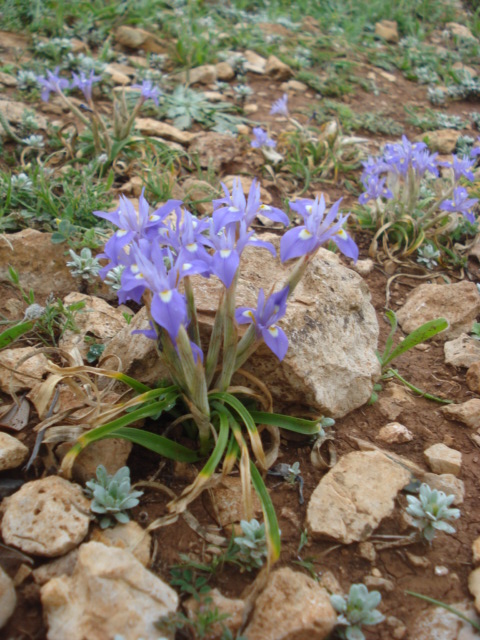 Iris piccolissimi! - Moraea sisyrinchium (L.) Ker-Gawl.