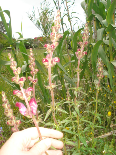 Bei fiori viola intenso - Antirrhinum majus L.