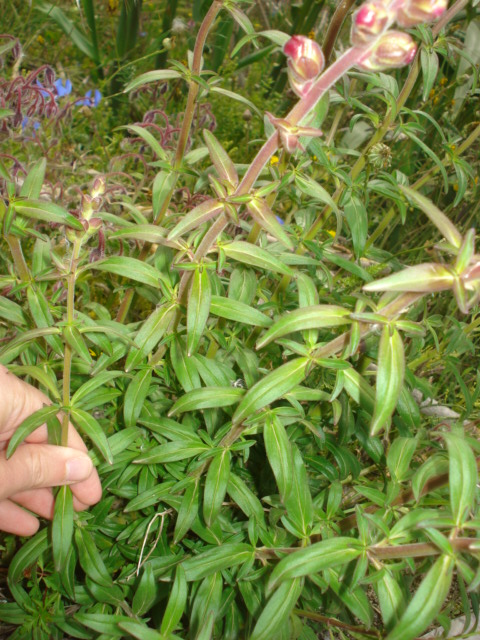 Bei fiori viola intenso - Antirrhinum majus L.