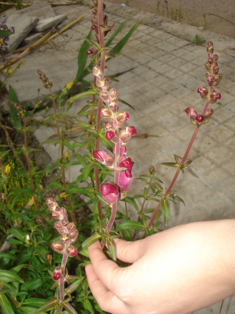 Bei fiori viola intenso - Antirrhinum majus L.