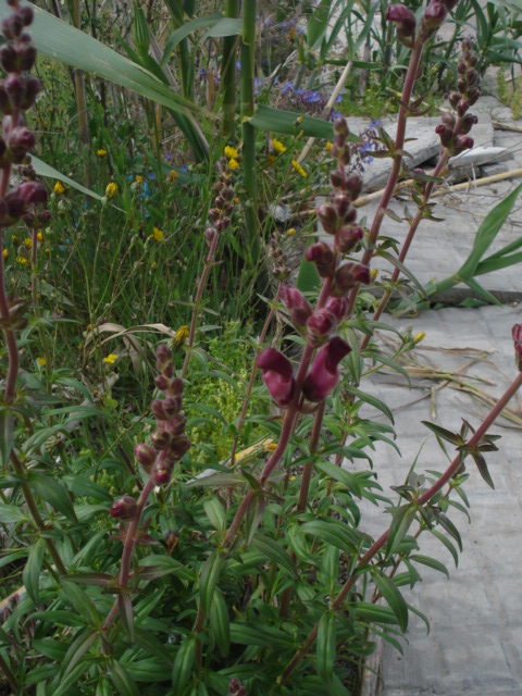 Bei fiori viola intenso - Antirrhinum majus L.