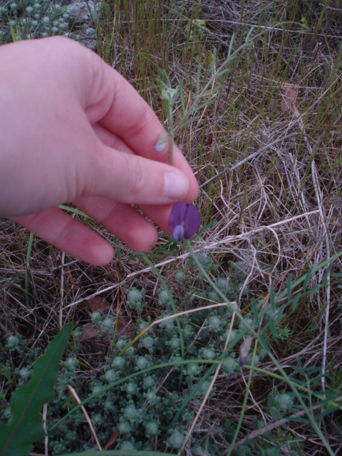 Vicia? -  Vicia peregrina