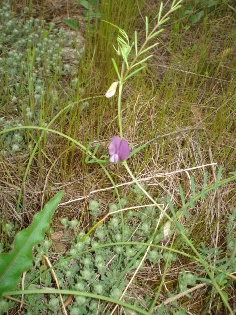 Vicia? -  Vicia peregrina