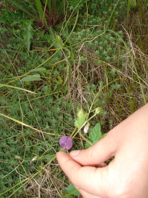 Vicia? -  Vicia peregrina