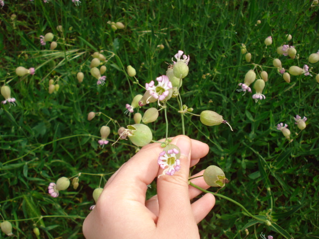 Silene vulgaris s. l.