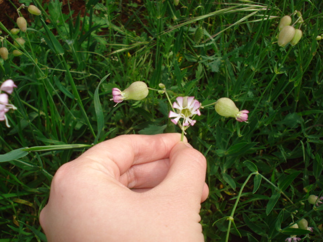 Silene vulgaris s. l.