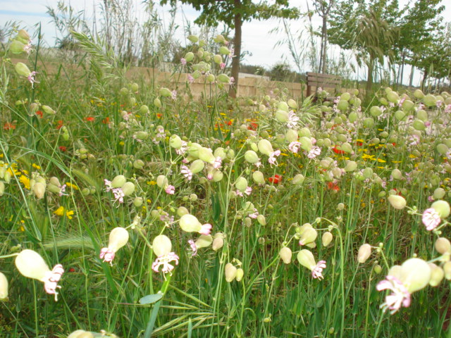 Silene vulgaris s. l.