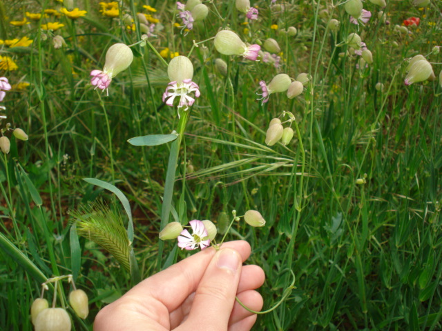 Silene vulgaris s. l.