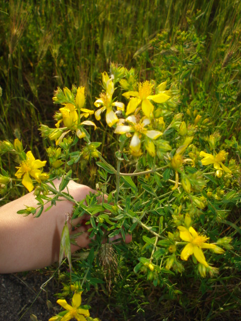 Hypericum perforatum