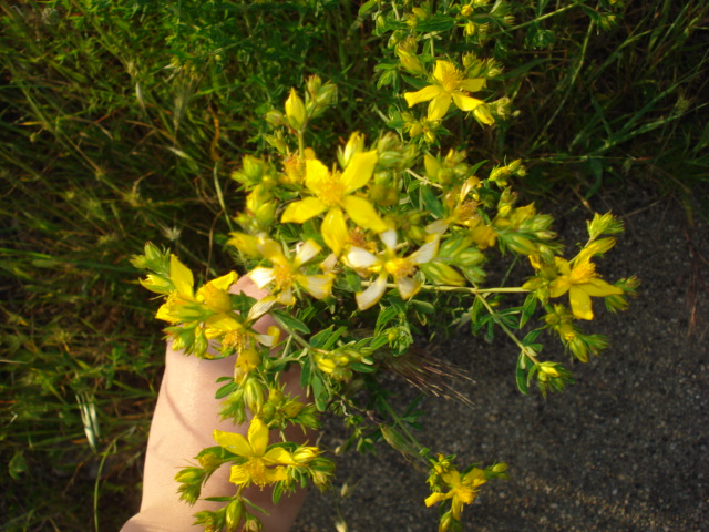 Hypericum perforatum