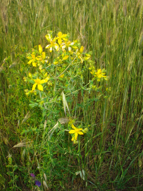 Hypericum perforatum