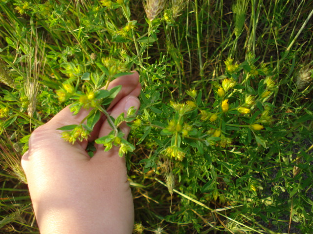 Hypericum perforatum