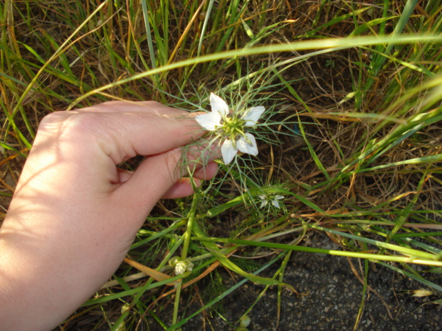 Nigella damascena