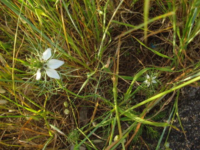 Nigella damascena