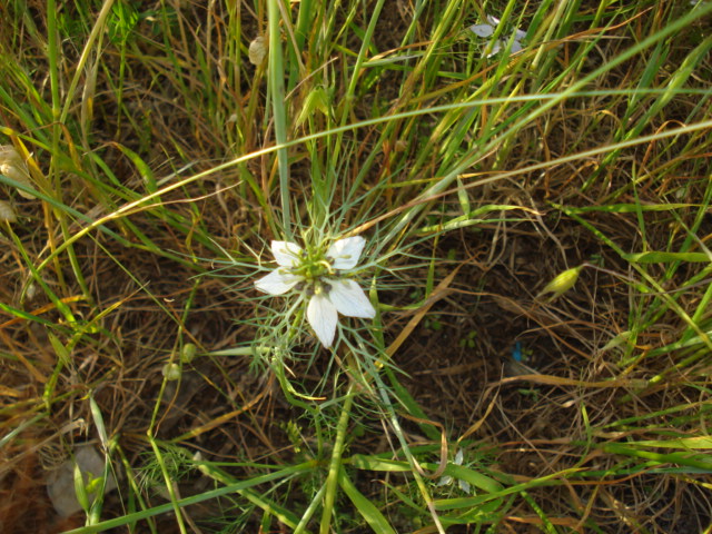 Nigella damascena