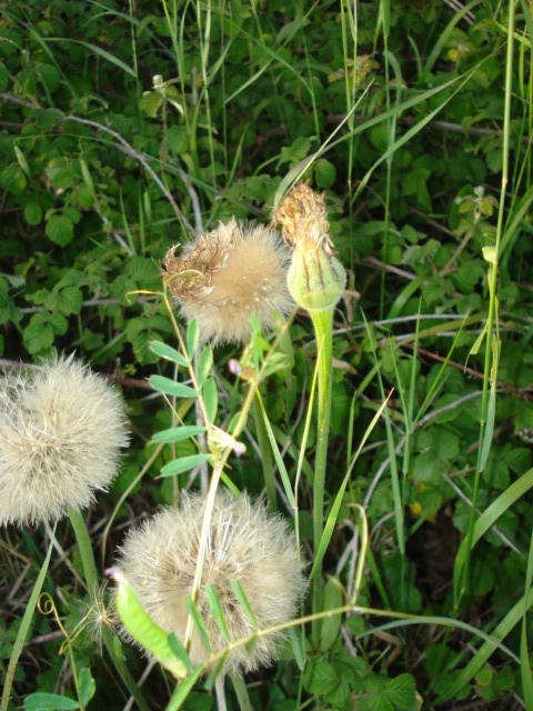 Urospermum dalechampii